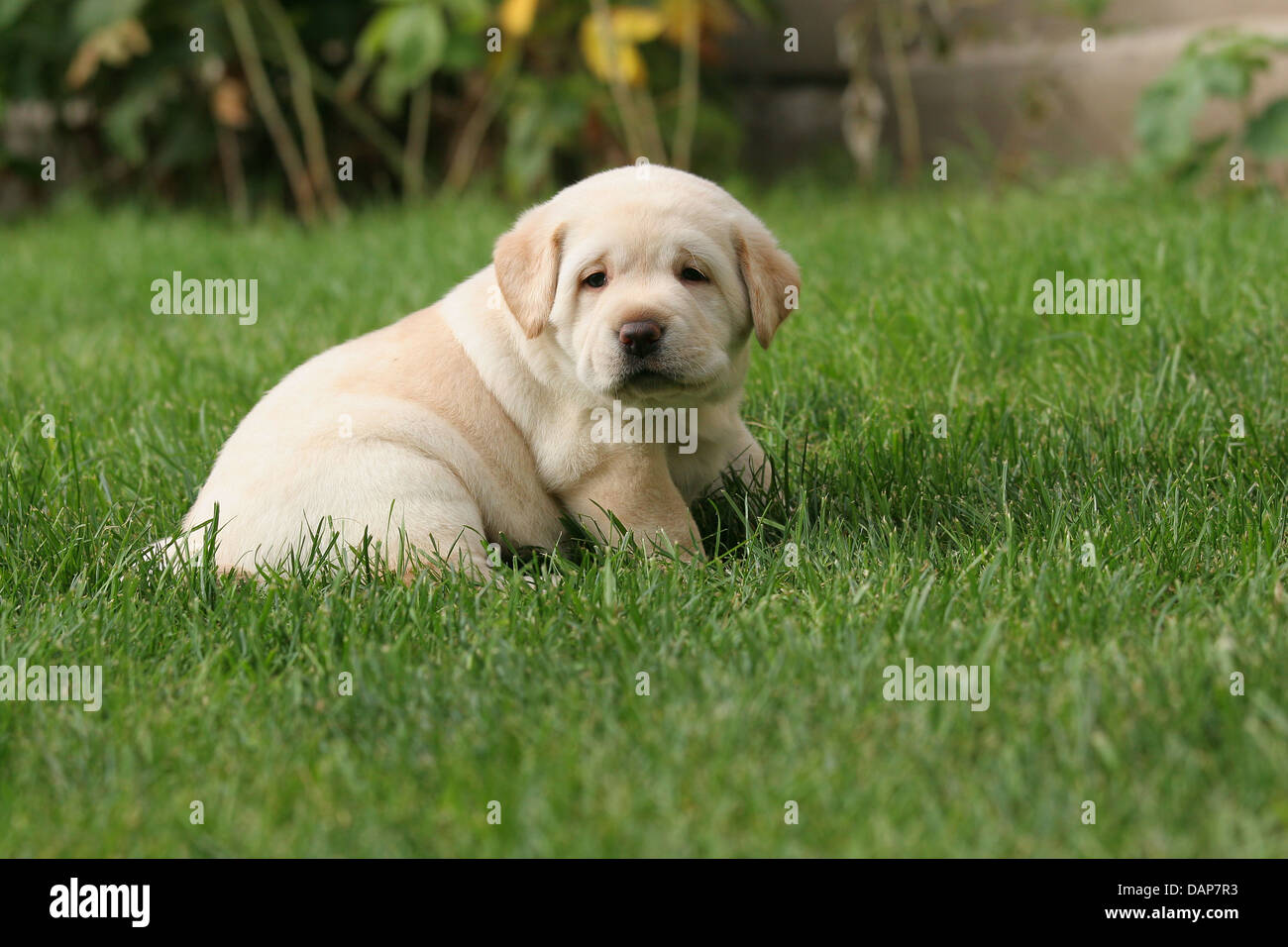 1 month 2024 labrador puppy