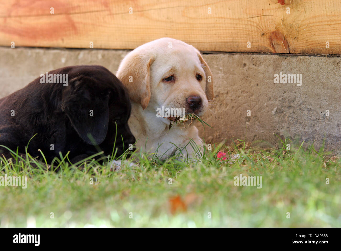 yellow and black a month-old labrador puppies playing in the grass ...