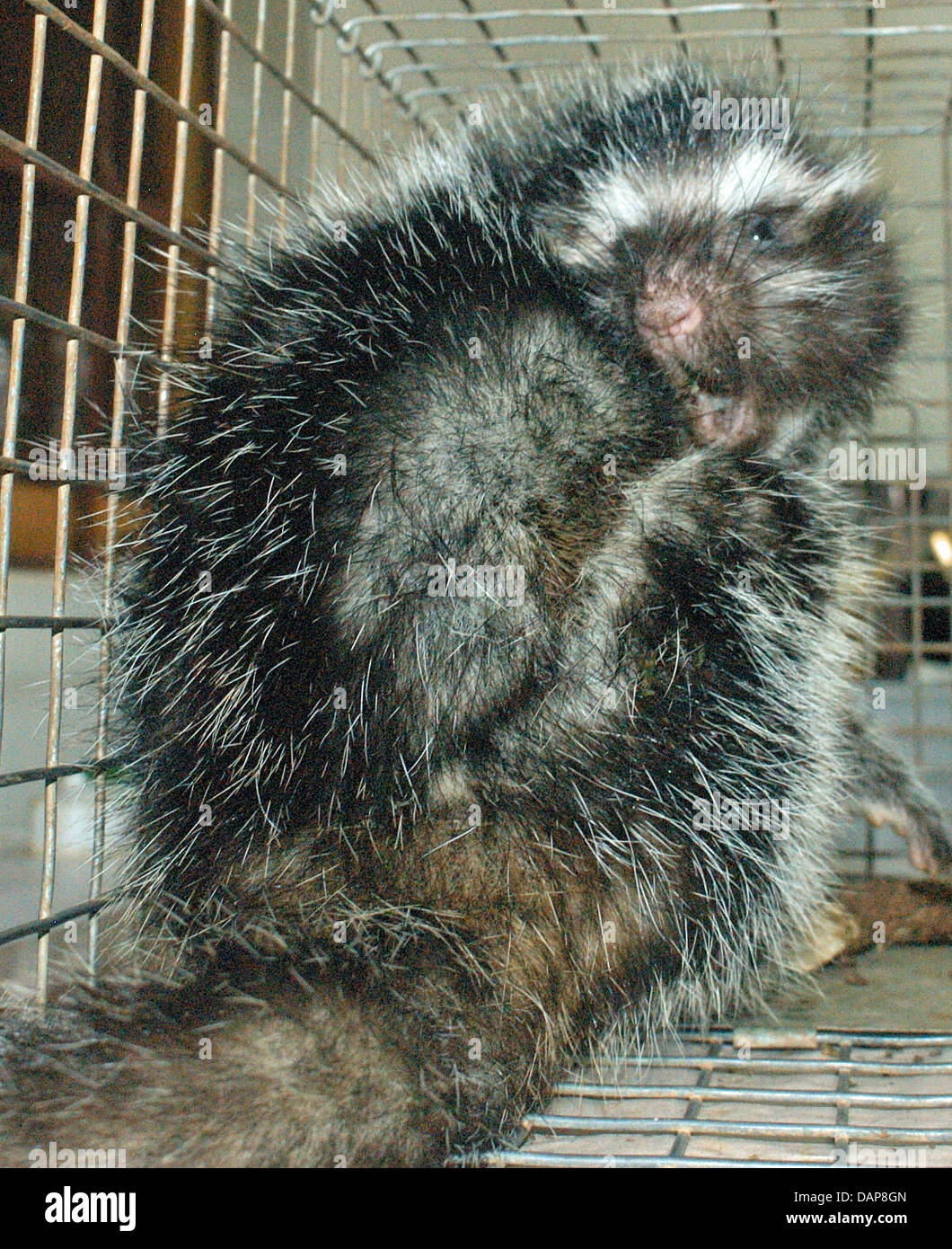 (FILE - HANDOUT) An archive handout from the Royal Society dated 13 October 2010 shows an African Maned Rat in a cage in London, Great Britain. According to findings by British scientists, the rats chew up the bark of the Acokanthera schimperi and spread the poison with their saliva on their fur. The poison is released by the smallest contact and can be deadly to hunting predators. Stock Photo