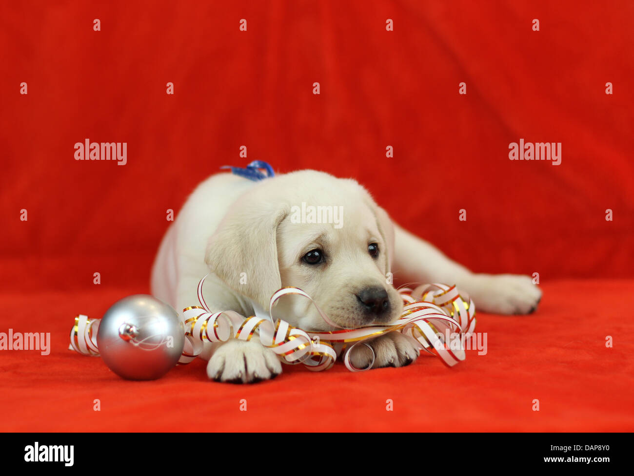 Black labrador puppy christmas hi-res stock photography and images - Alamy
