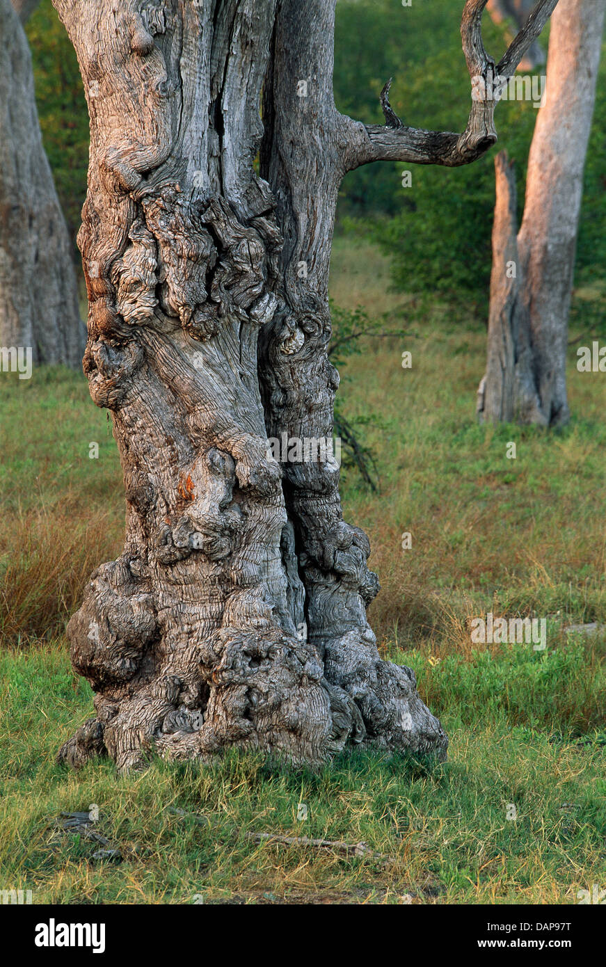 A scarred Leadwood Tree in the Chobe National Park, Botswana Stock Photo