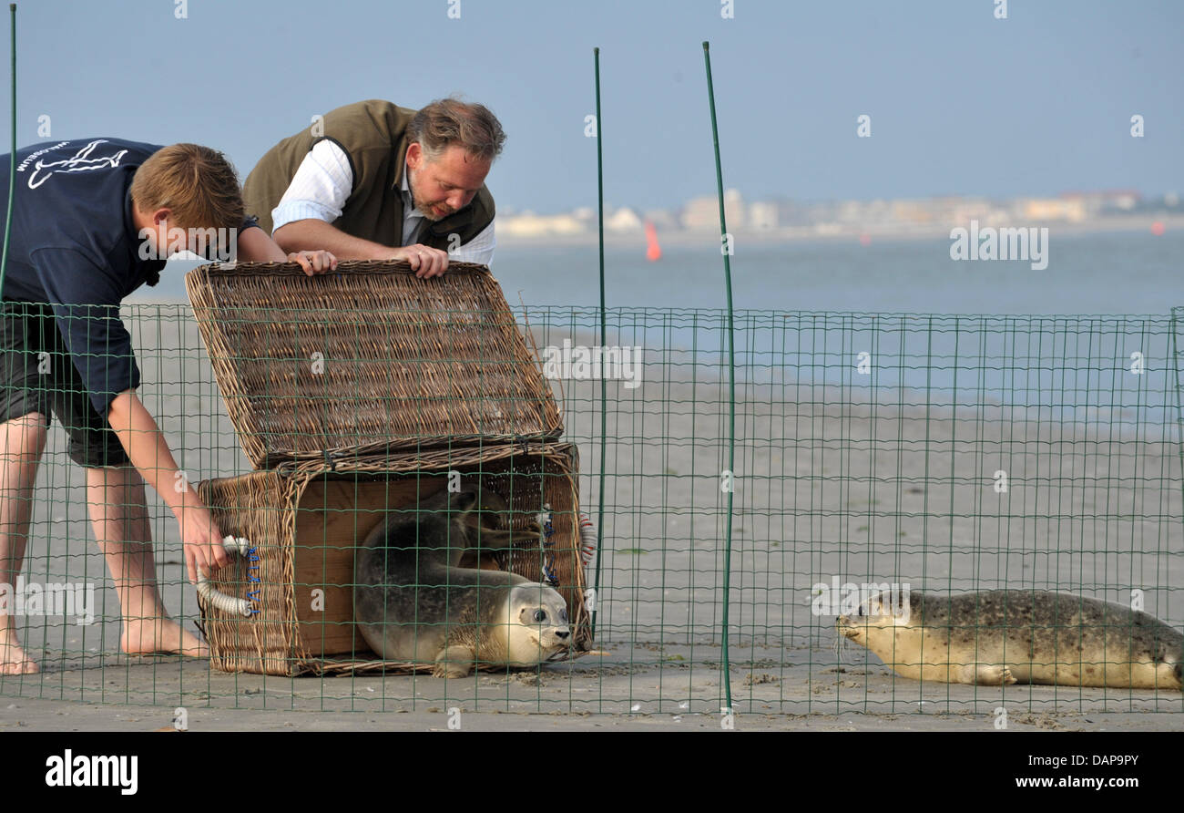 Animal keeper Tim Fettig (L) and Peter Linau, head of the seal breeding