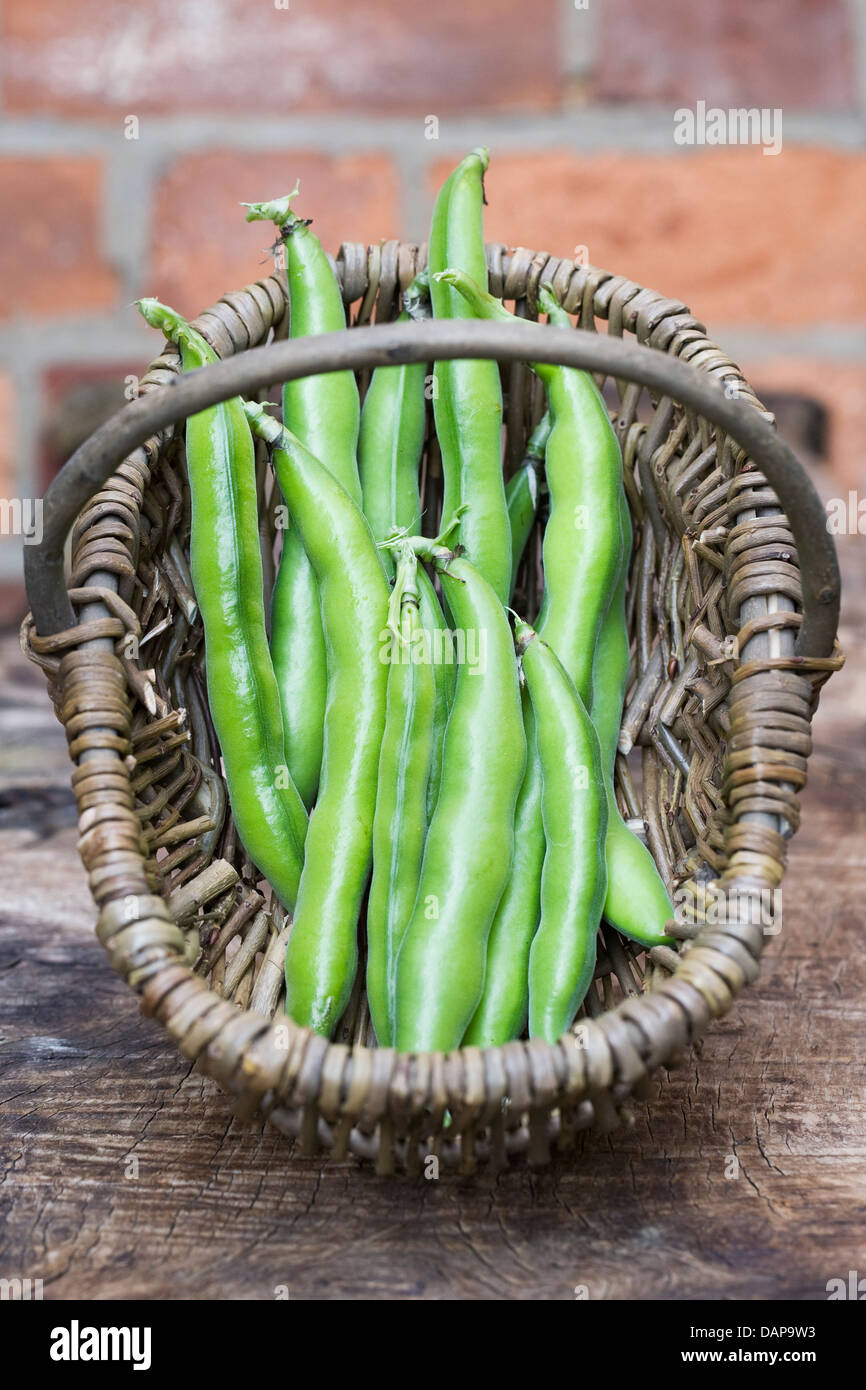 Freshly picked broad beans in a basket. Stock Photo