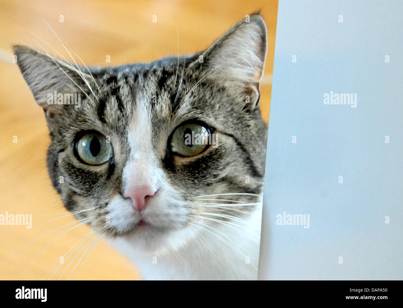 A cat looks curiously through a door in Duesseldorf, Germany, 05 August