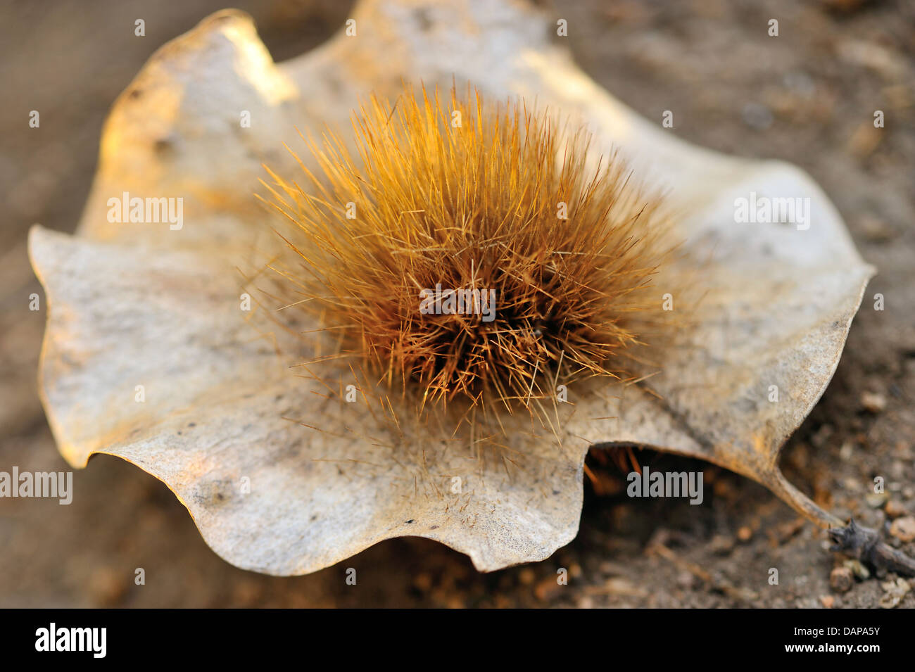 A Mukwa seed from the Miombo forest, Niassa National Park, Mozambique Stock Photo