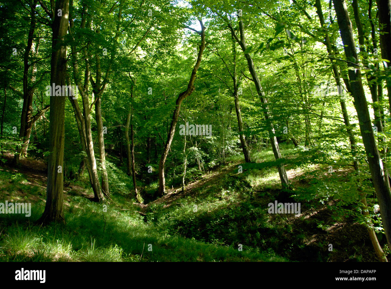 Woodland glade, Sussex England UK Stock Photo Alamy