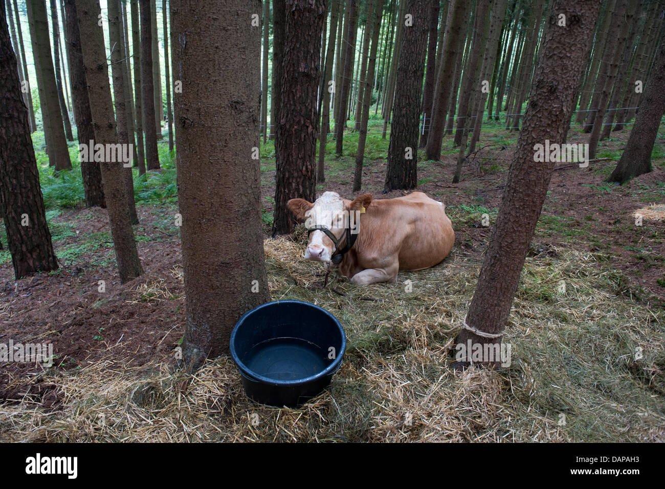 Cow 'Waltraut' lies in a forest in Zangberg near Muehldorf A.Inn, Germany, 07 August 2011. Waltraut shall attract her sister Yvonne, who escaped from a farm shortly before she was to be slaughtered at the end of Mai. Photo: Armin Weigel Stock Photo