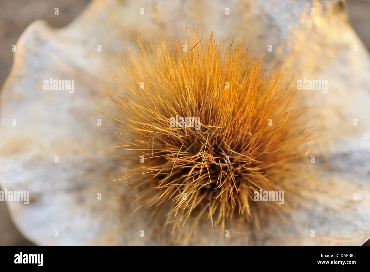 A close-up of a Mukwa seed from the Miombo forest, Niassa National Park, Mozambique Stock Photo