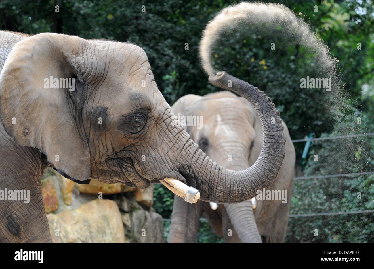 Девять животных. Слоны в зоопарке. Слон посыпает себя песком. Спина слона. Зоопарк со слонами в Екатеринбурге.