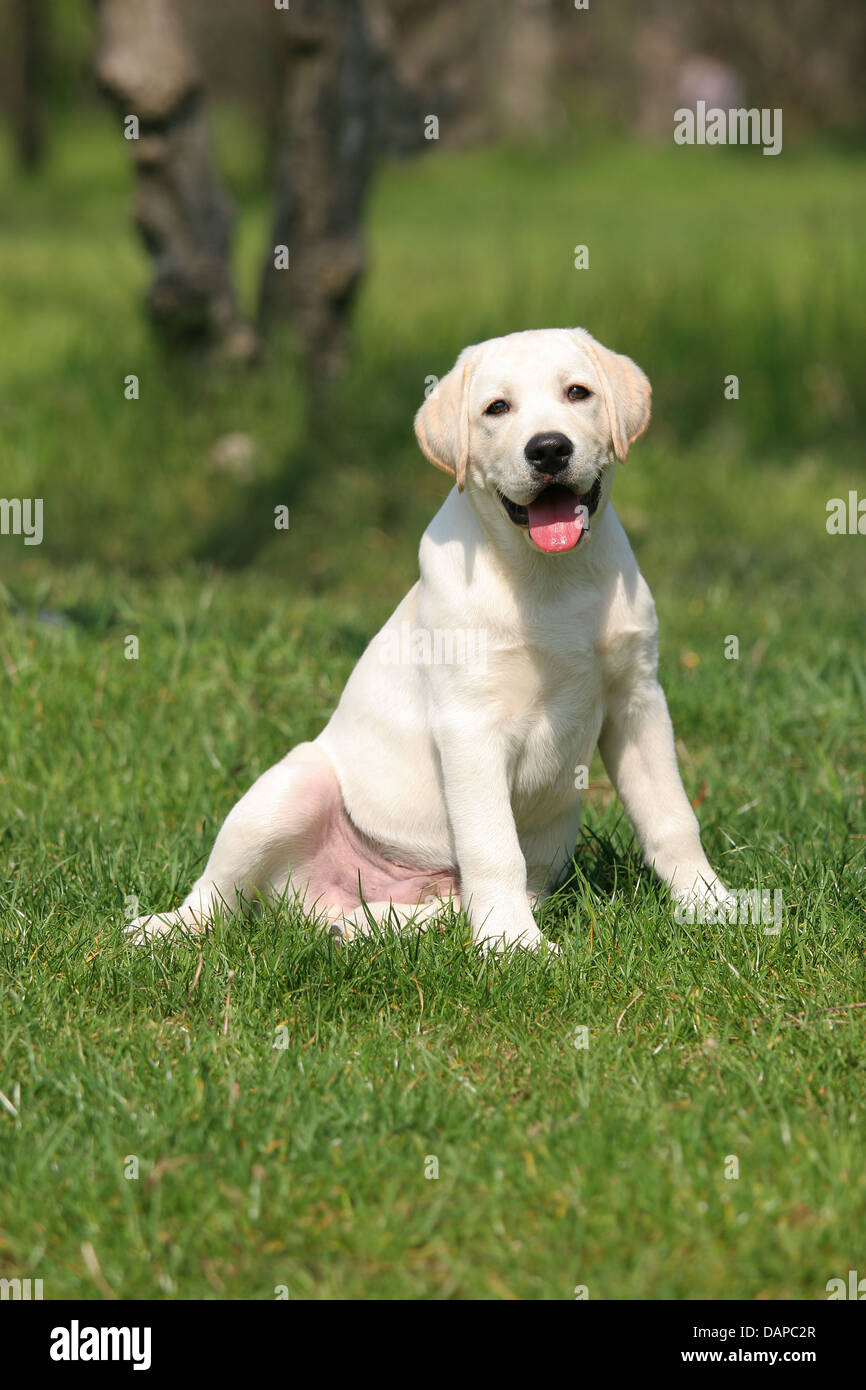 yellow a labrador puppy sitting on the grass Stock Photo - Alamy