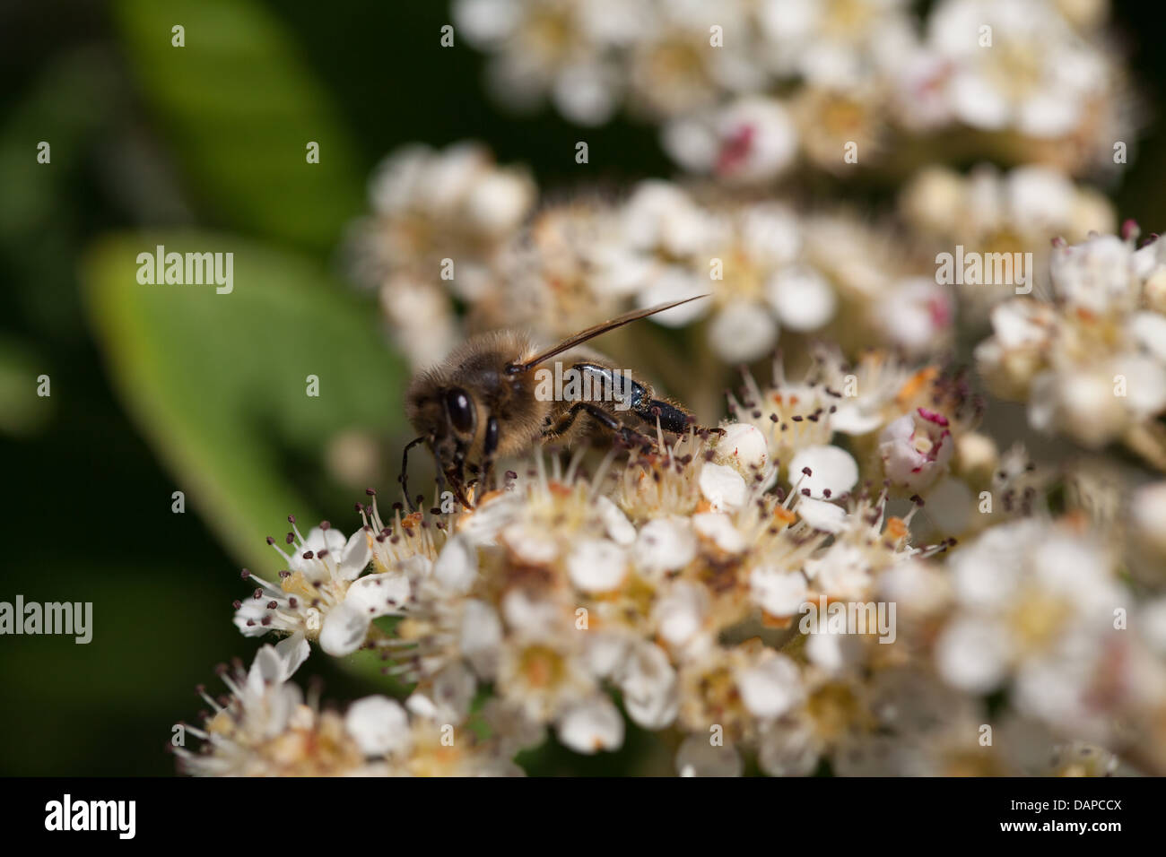Foraging bee on Cotoneaster flowers in the light summer garden Stock Photo