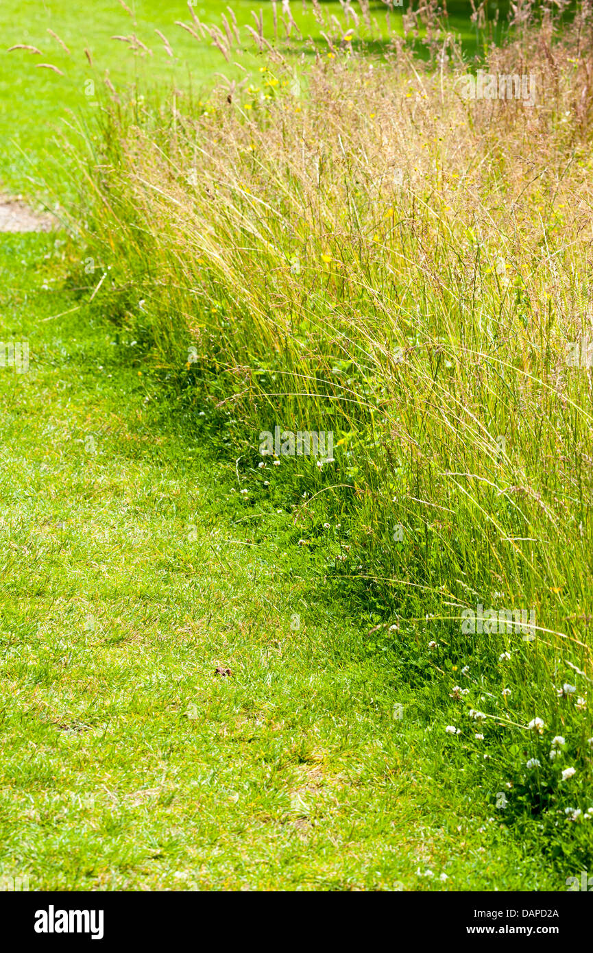 mowed lawn or grass with area left for wildflowers to grow to increase wildlife friendly image shows border of lawn and meadow Stock Photo