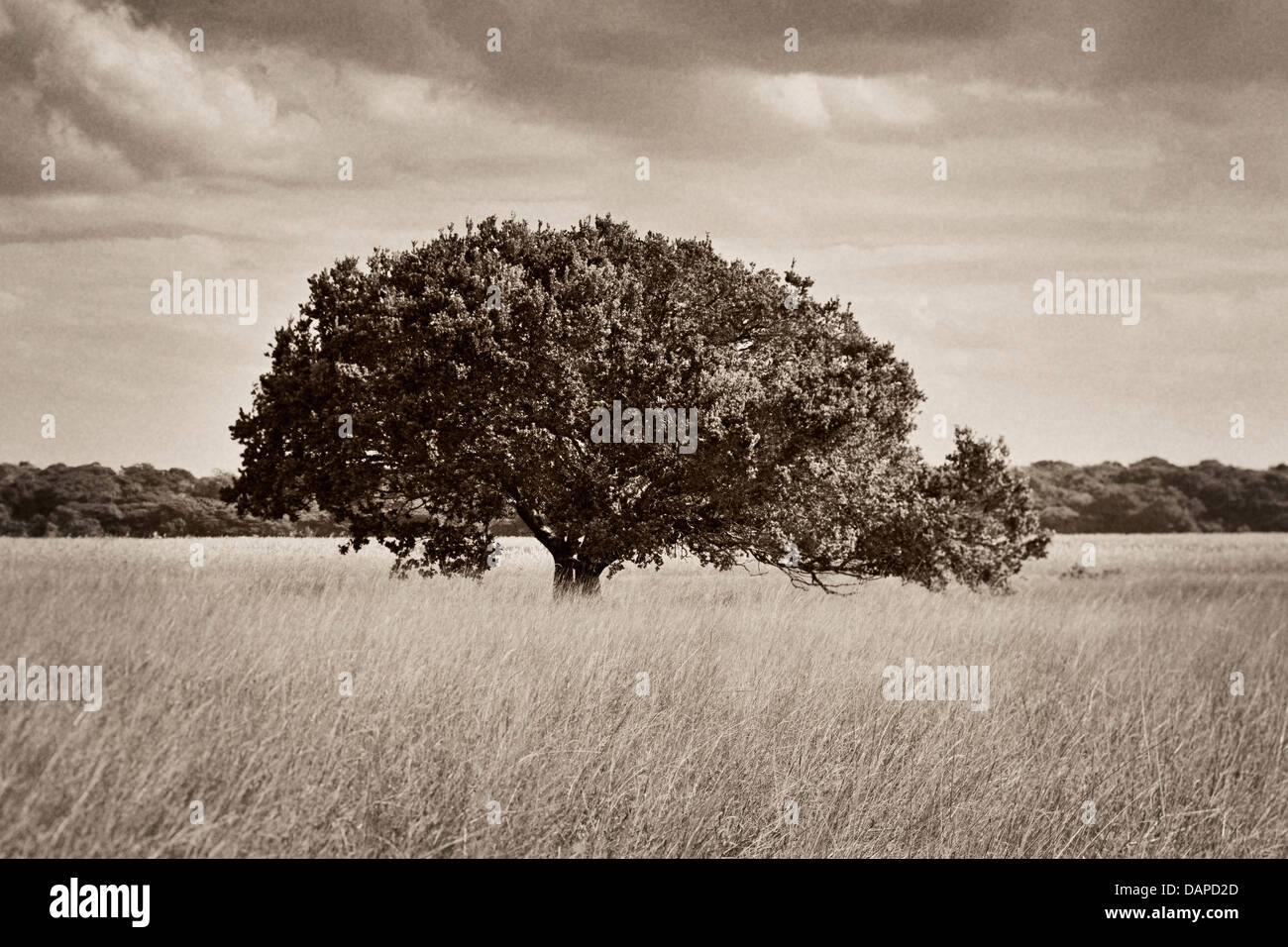 B/W photo of a tree on Lake Xingute, narrow depth of field, Maputo Special Reserve, Mozambique Stock Photo