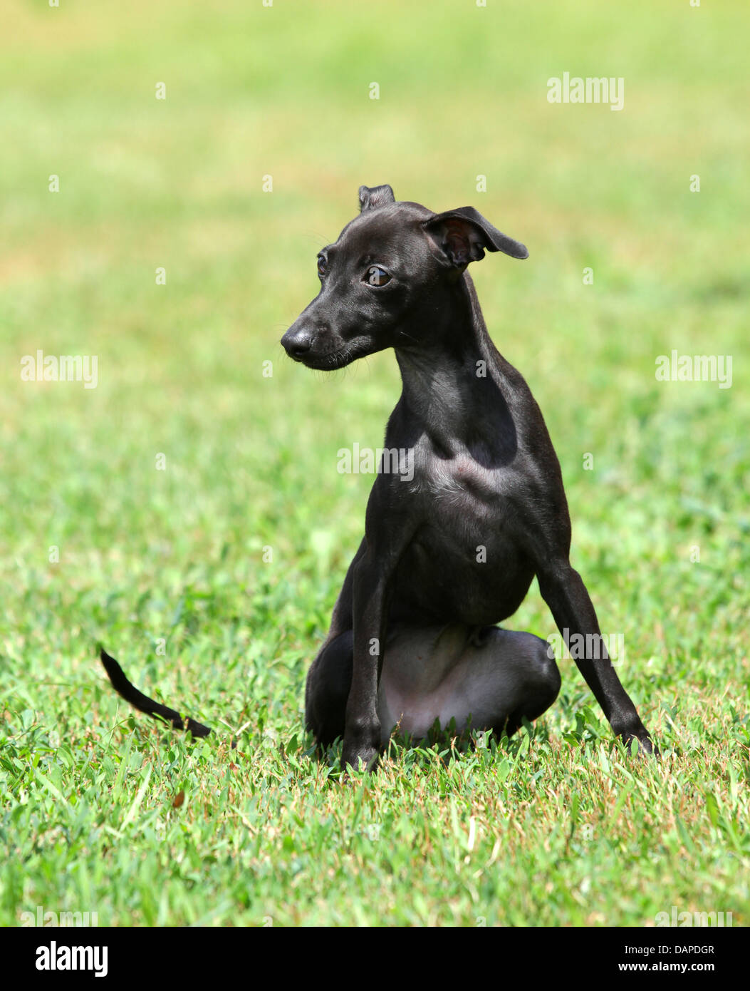 Portrait Of A Black Puppy Purebred Italian Greyhound Stock Photo