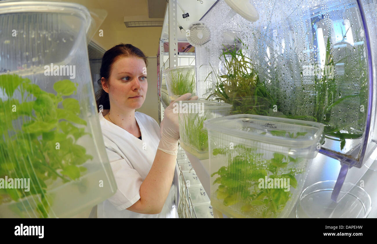 Medical technical laboratory assistant Kathrin Schmidt checks the ...