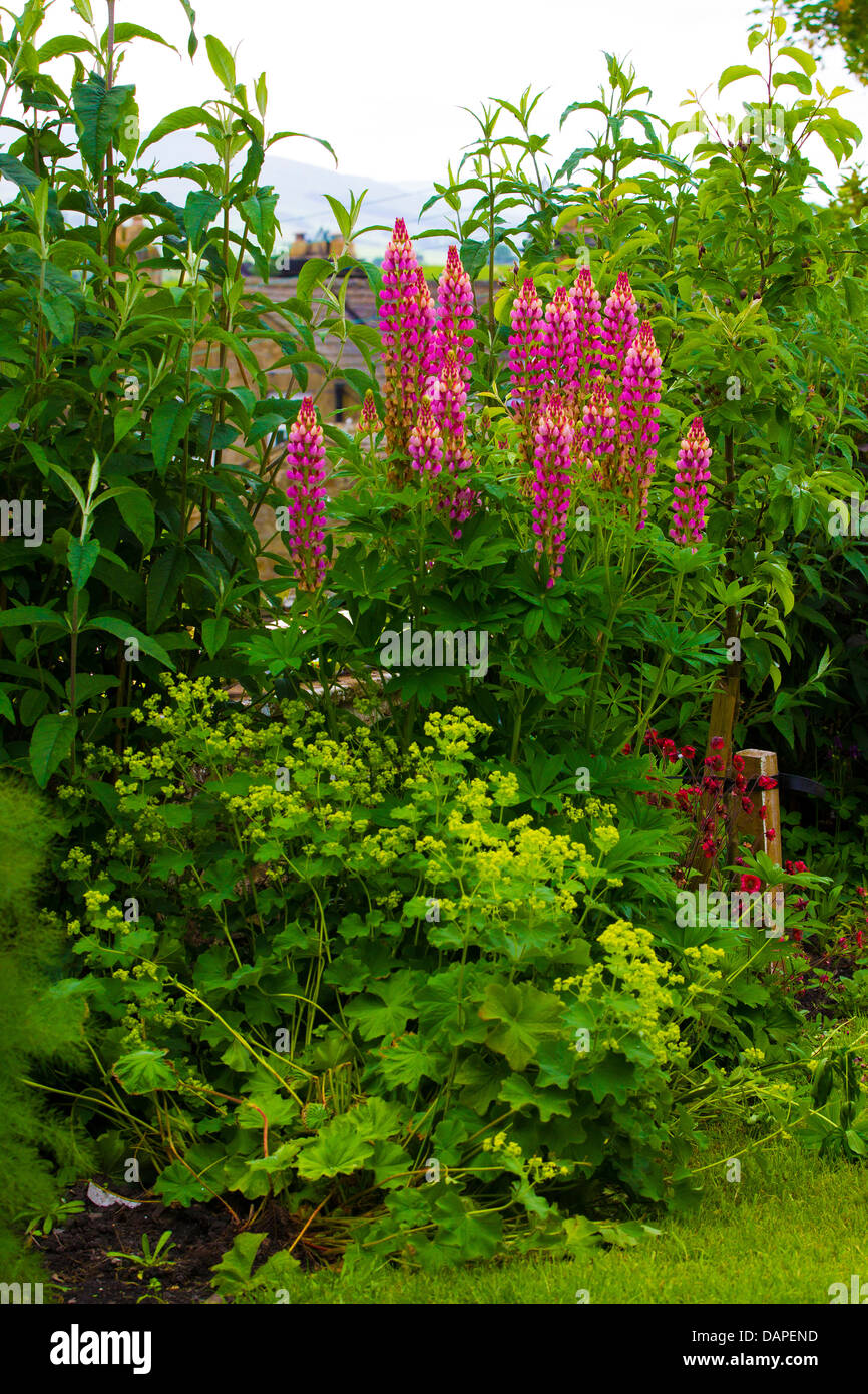 Flowers in a Cottage Garden Stock Photo - Alamy