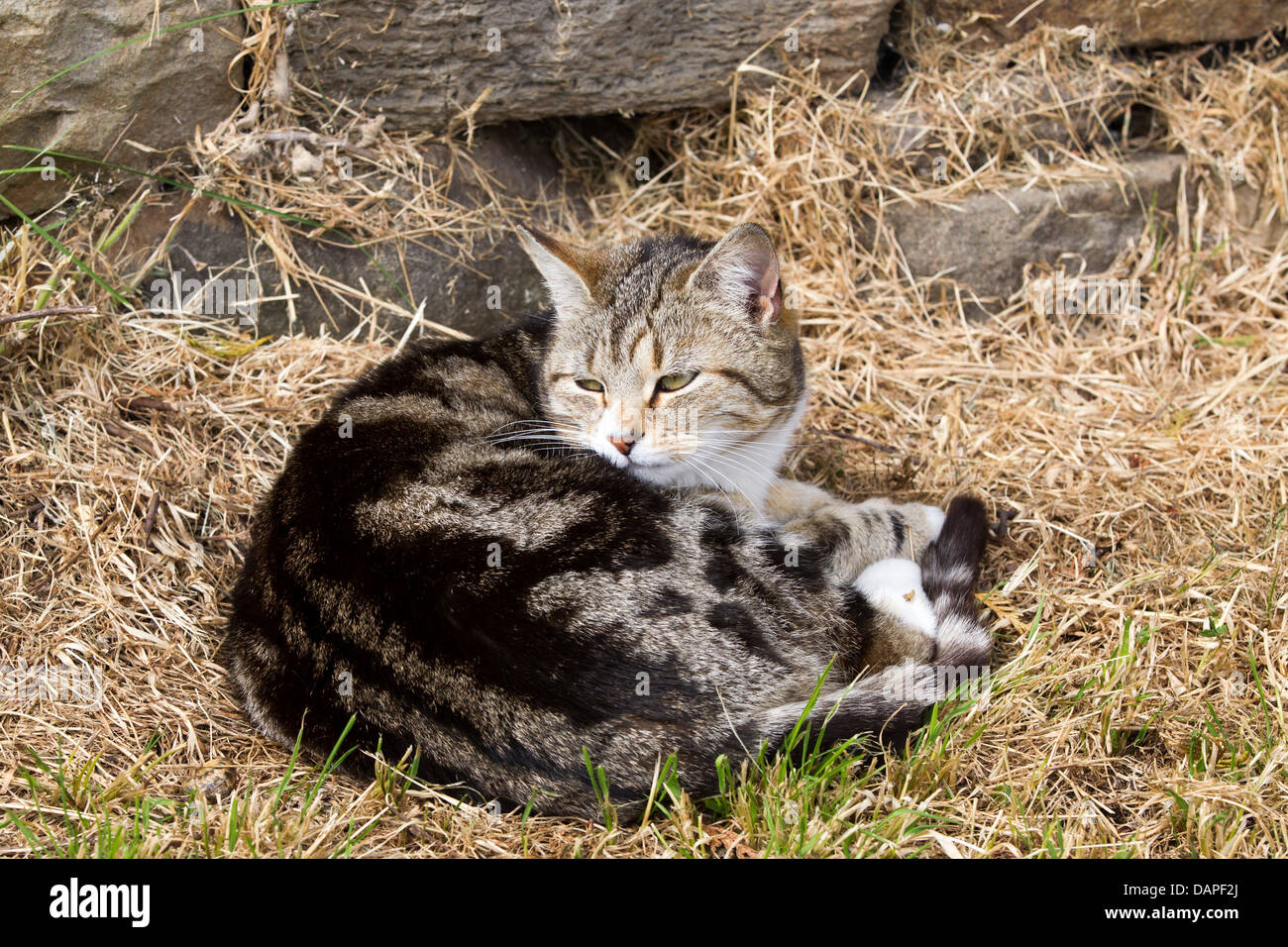 Tabby cat lazing in the sun Stock Photo - Alamy