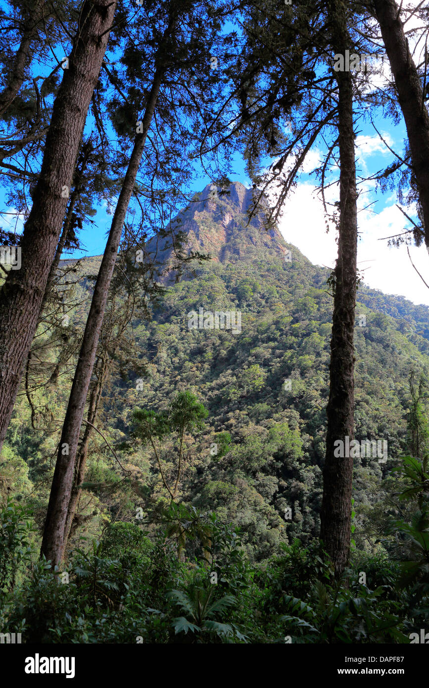 The scenic Cocora valley in Quindio, Colombia Stock Photo
