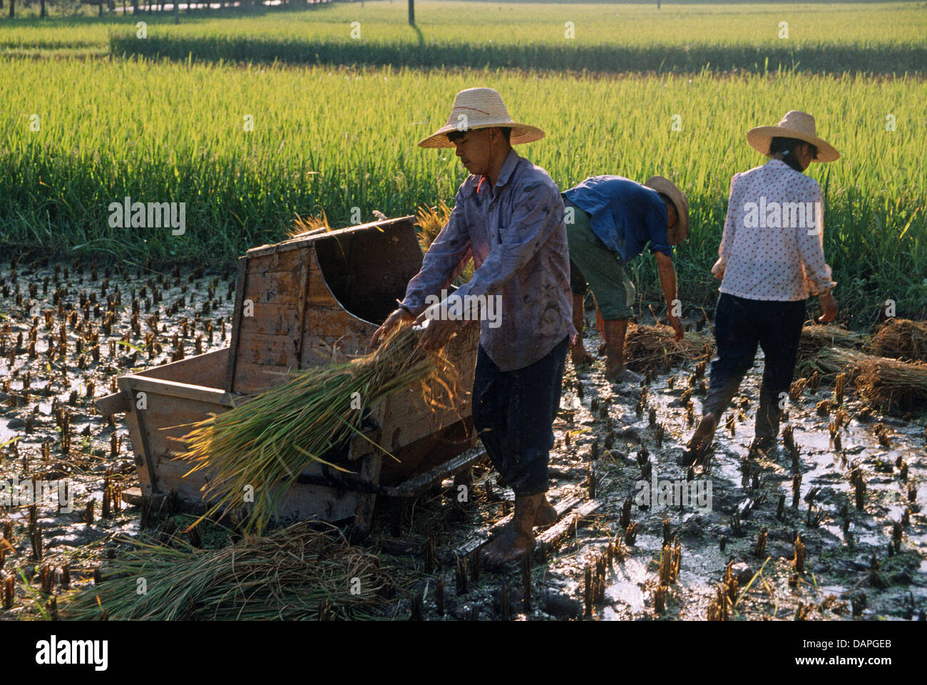 Chinese peasants in rice fields cultivating crops Stock Photo Alamy