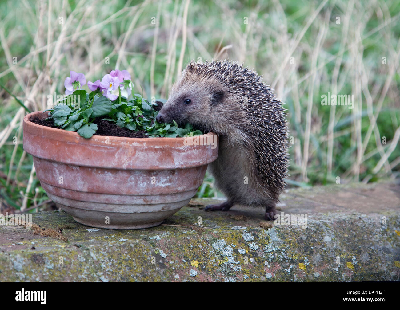 European hedgehog climbing plant pot Stock Photo Alamy