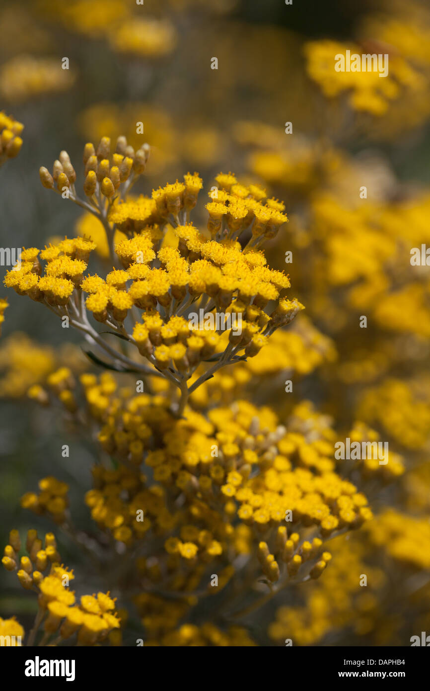 Helichrysum flowers smelling curry in the summer garden Stock Photo