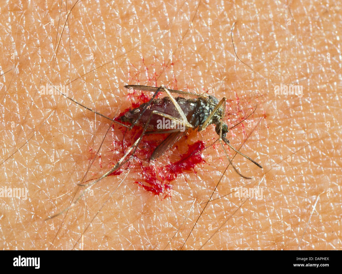 Mosquito drinking blood hi-res stock photography and images - Alamy
