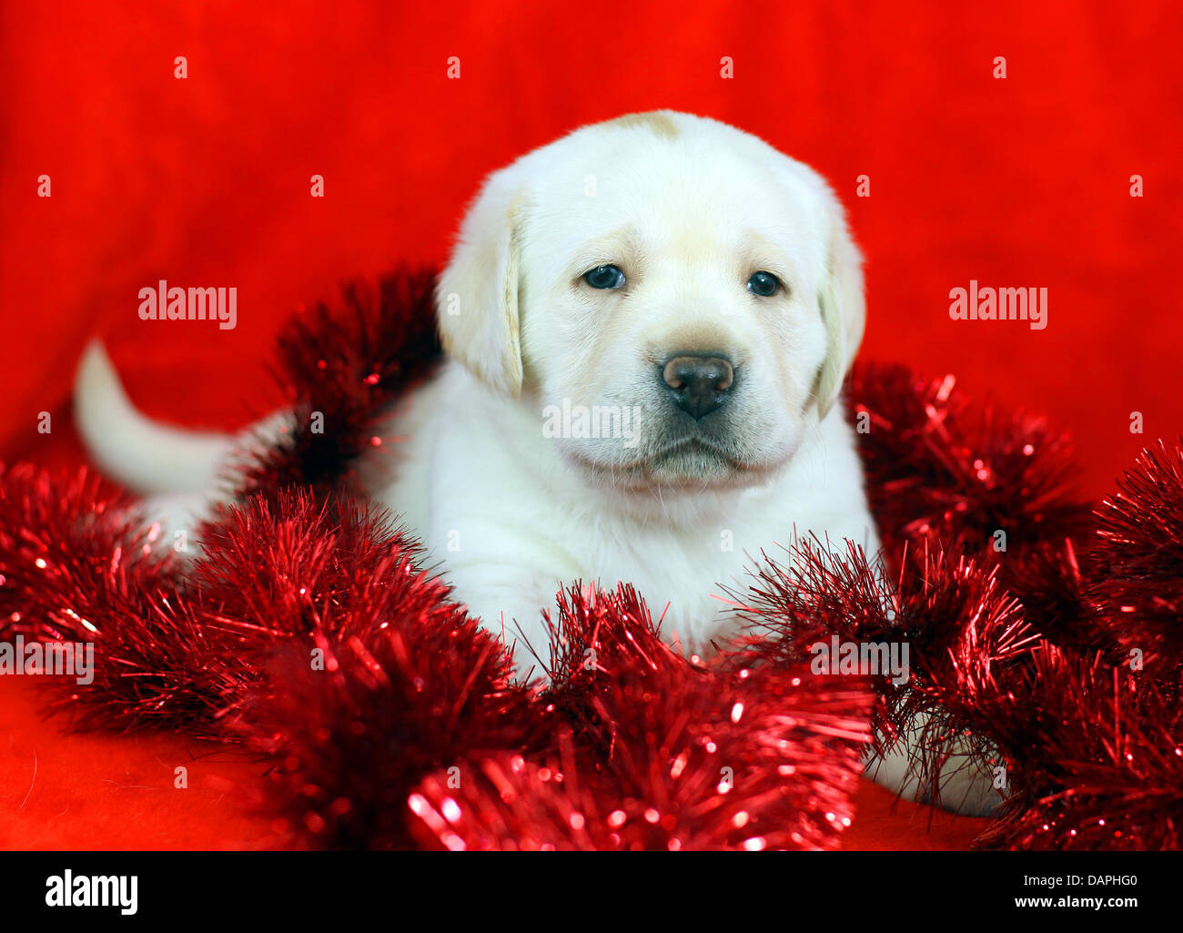 yellow labrador puppy with New Year (Christmas) toys on red background ...