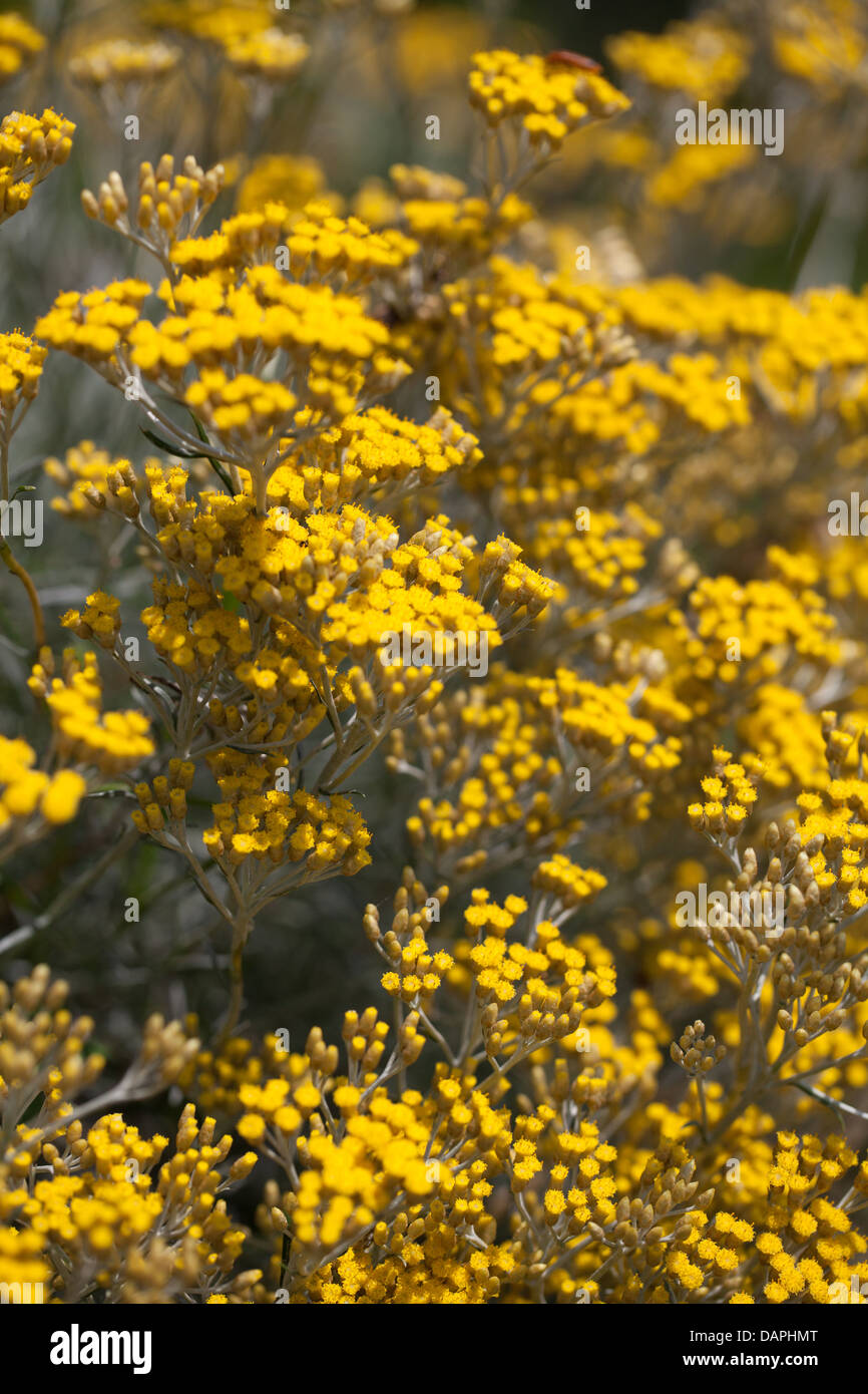 Yellow Helichrysum flowers smelling curry in the summer garden Stock Photo