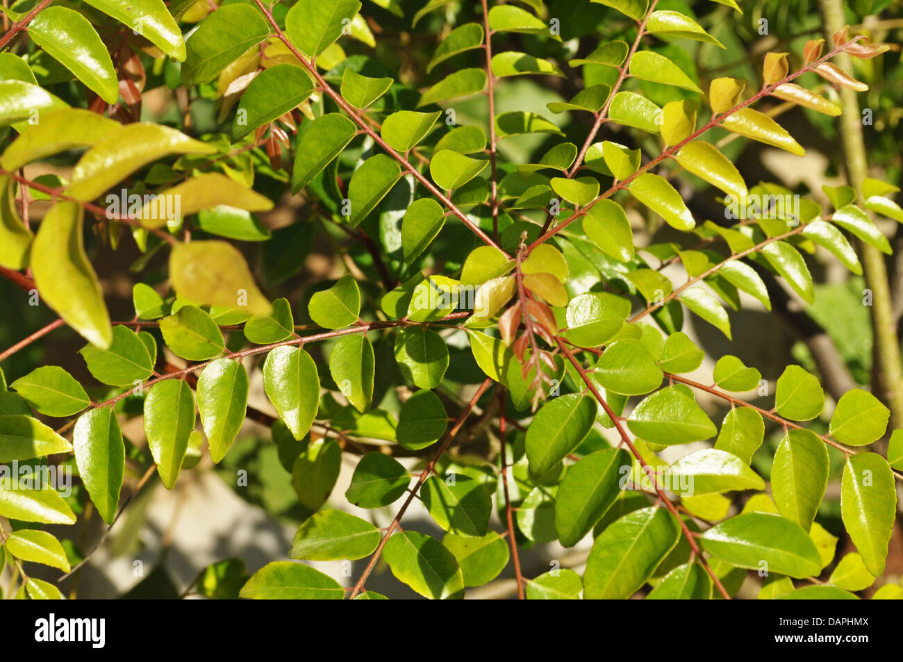 Curry leaves Stock Photo