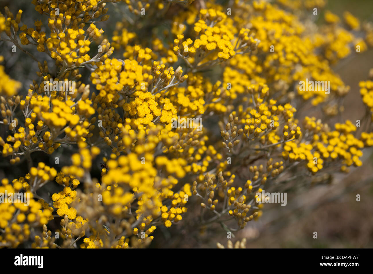 Yellow Helichrysum flowers smelling curry in the summer garden Stock Photo