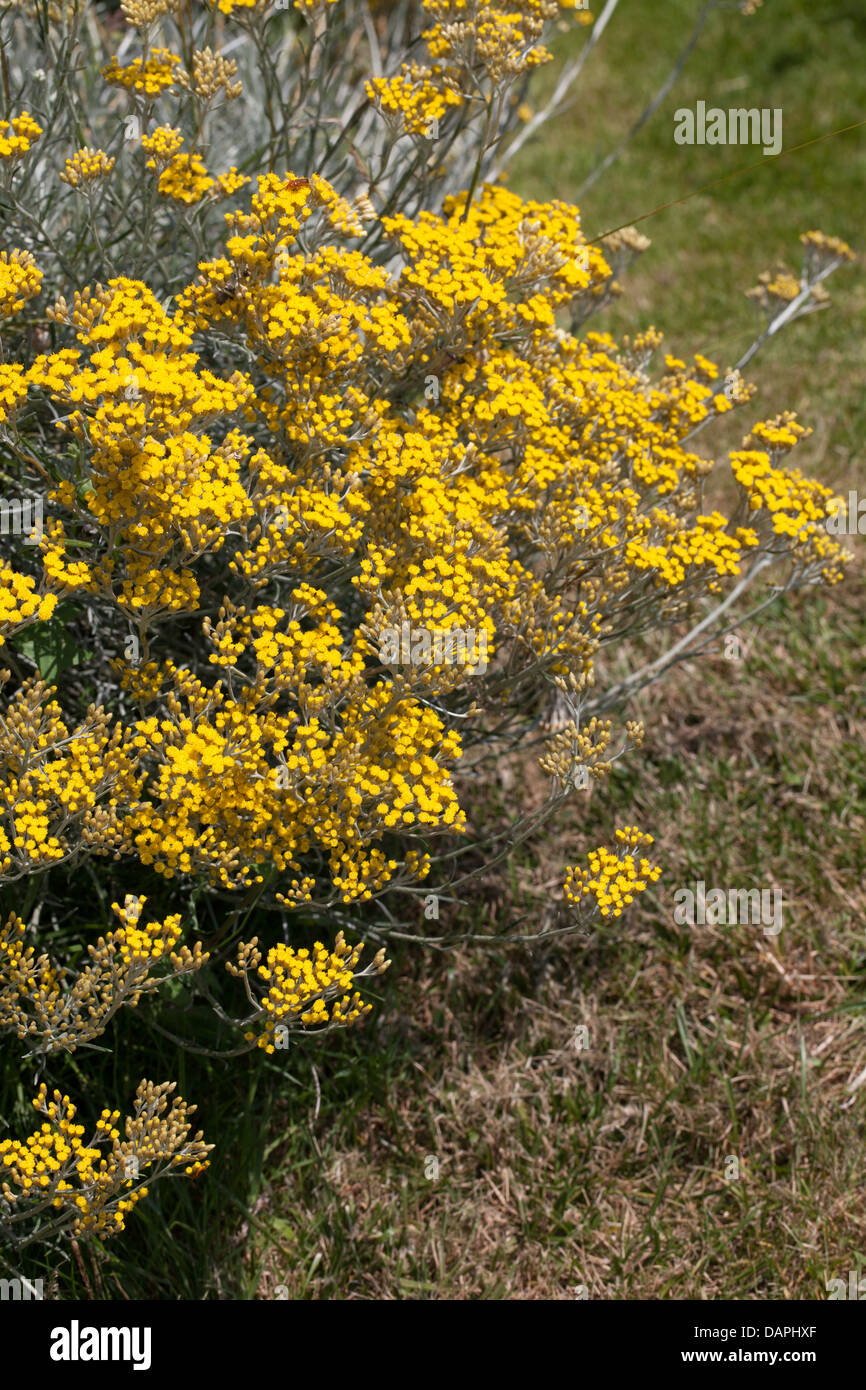 Yellow Helichrysum flowers smelling curry in the summer garden Stock Photo