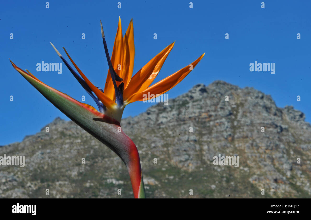 A strelitzia flower blossoms at the foot of the Table Mountain near Cape Town, South Africa, 20 August 2011. The national park stretches along the coastline of the cape penninsula, covering an area of around 25 000 hectare. The area around the cape has been listed by the UNESCO as a world natural heritage for its unique diversity of plants and flowers. Photo: Ralf Hirschberge Stock Photo