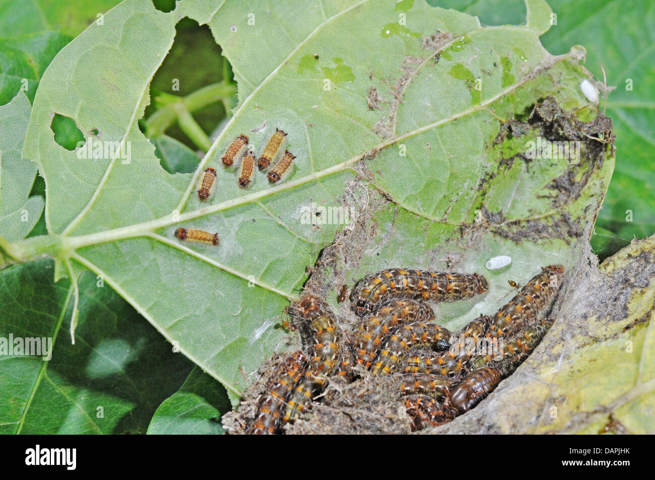 Agricultural pest. Larvae feeding on a leaf Stock Photo