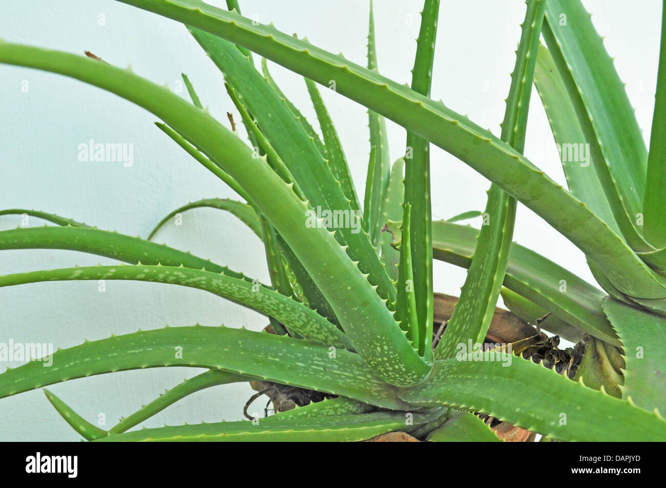 Anthraquinone c glycosides hi-res stock photography and images - Alamy