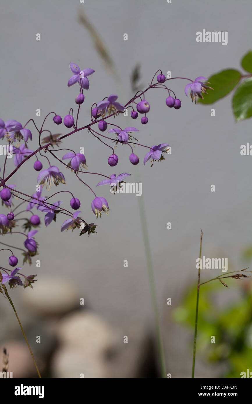 Pigamon Thalictrum delavayi in the summer garden Stock Photo