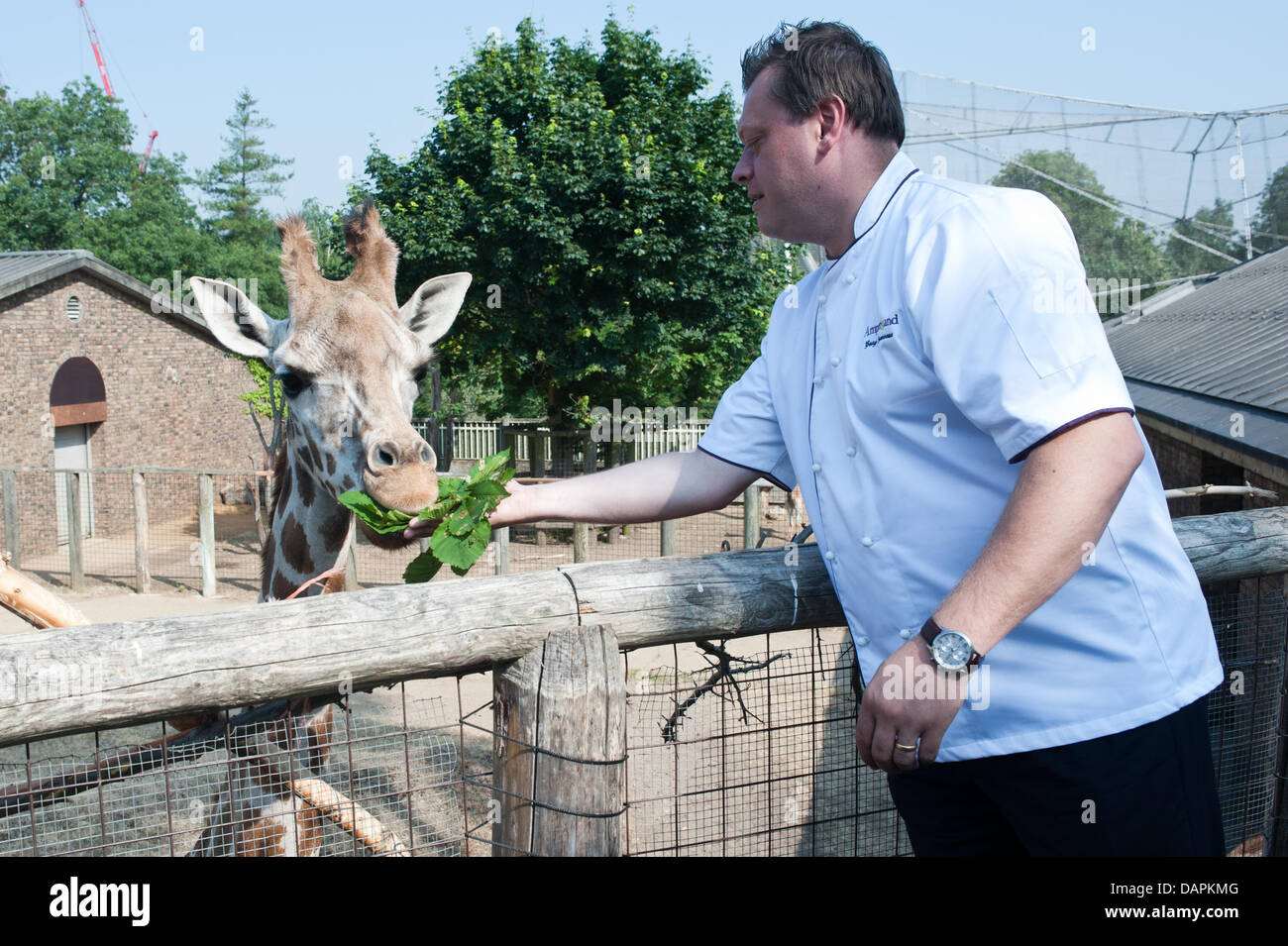 London, UK. 17th July, 2013. Giraffes at ZSL London Zoo experience silver service with a difference ahead of the opening of brand-new The Terrace Restaurant next Friday. Gary Devereaux, executive chef for the Zoo’s caterers Ampersand, serves up custom dishes to get the animals’ seal of approval before The Terrace Restaurant opens its doors to Zoo visitors. Credit:  Piero Cruciatti/Alamy Live News Stock Photo