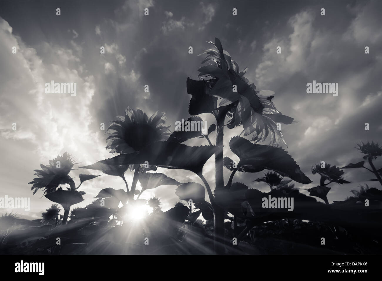black and white landscape in sunflower field Stock Photo - Alamy