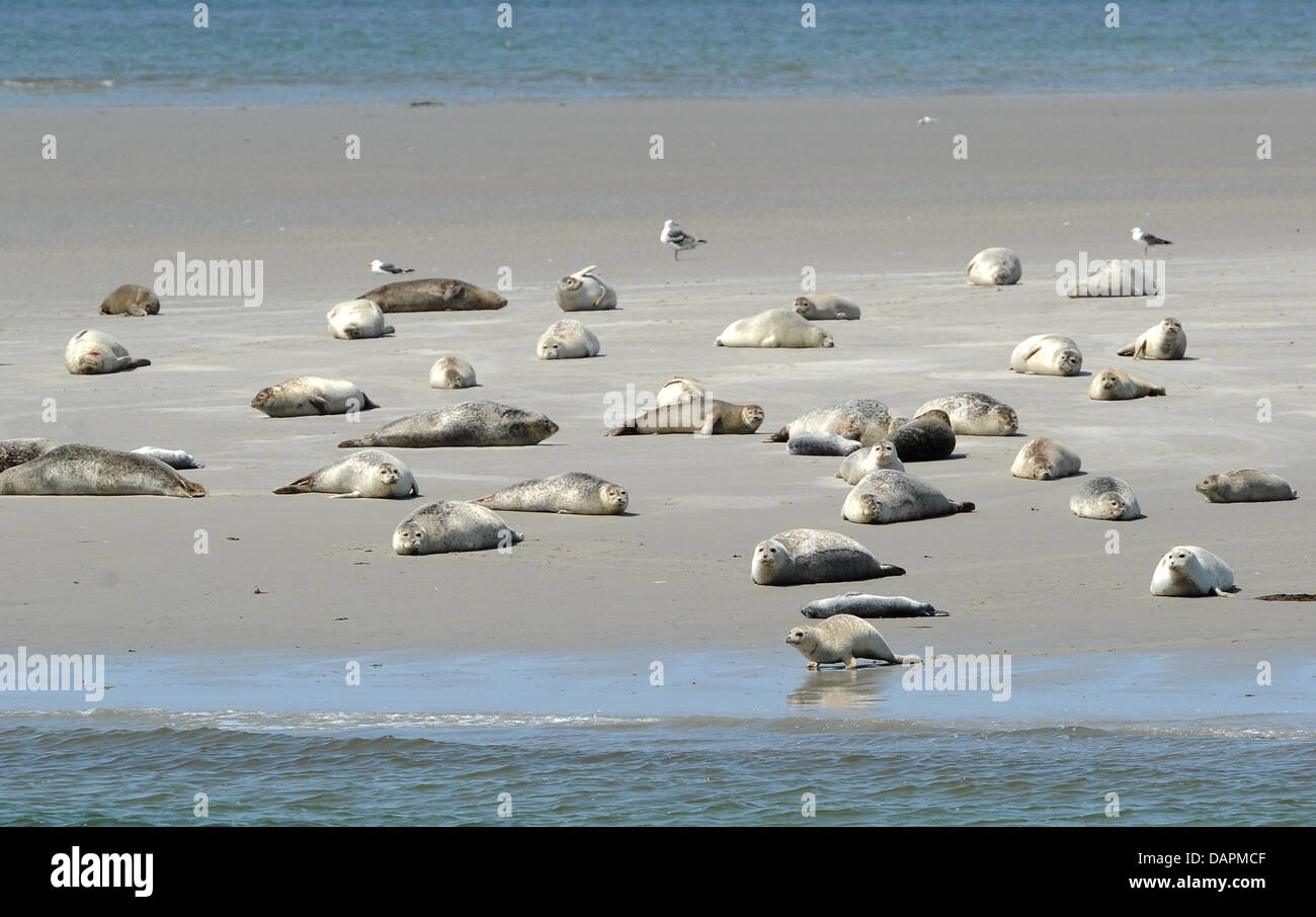 Numerous seals lay on a sandbank by the peninsula Nordstrand, Germany, 14 June 2011. At the Wadden Sea National Parks live as many seals as 100 years ago. According to the Schleswig-Holsteinian Ministry of the environment, that is the pleasing interim result of four flight counts. Photo: Christian Charisius Stock Photo