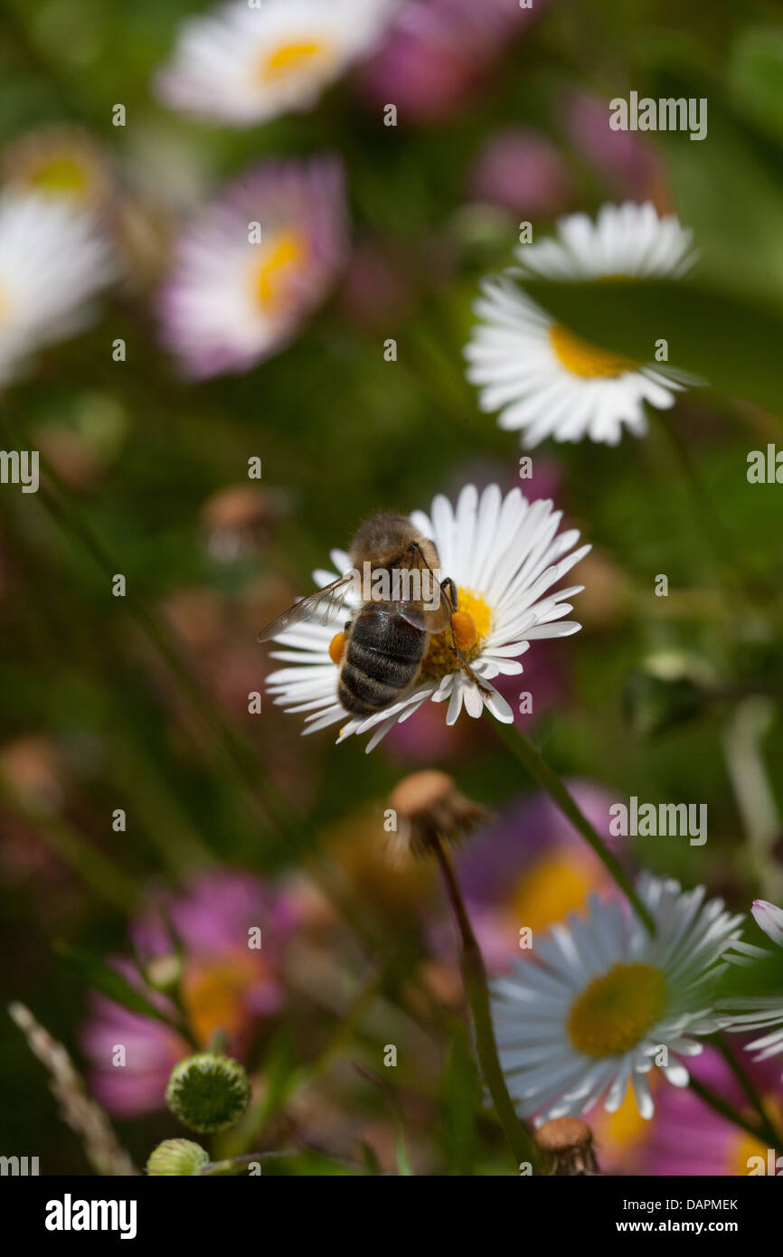 Foraging pollen bee on daisies in the summer garden Stock Photo