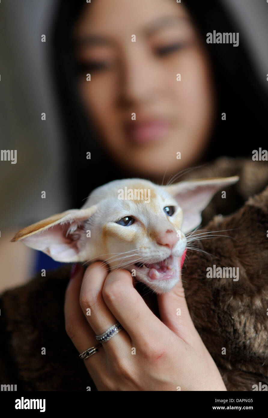 Cat breeder Emilie Vo takes part in a cat show with a siamese cat in
