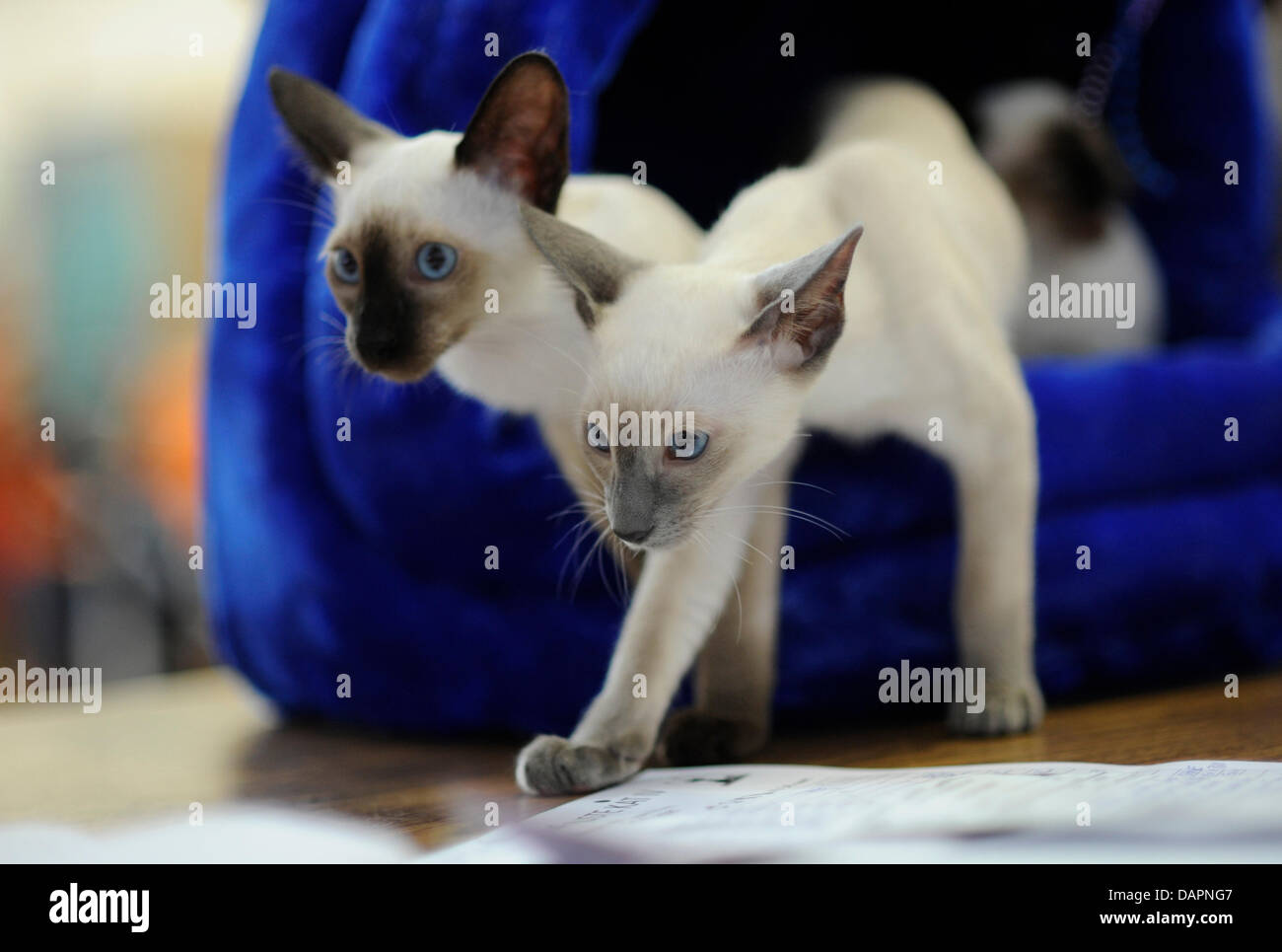 Siamese cat with ages from three to four months old leave their carrying bad at a cat show with a in Munich, Germany, 21 August 2011. Numerous cat breeders are presenting their cats and take part in beauty contests with their cats. Photo: Andreas Gebert Stock Photo