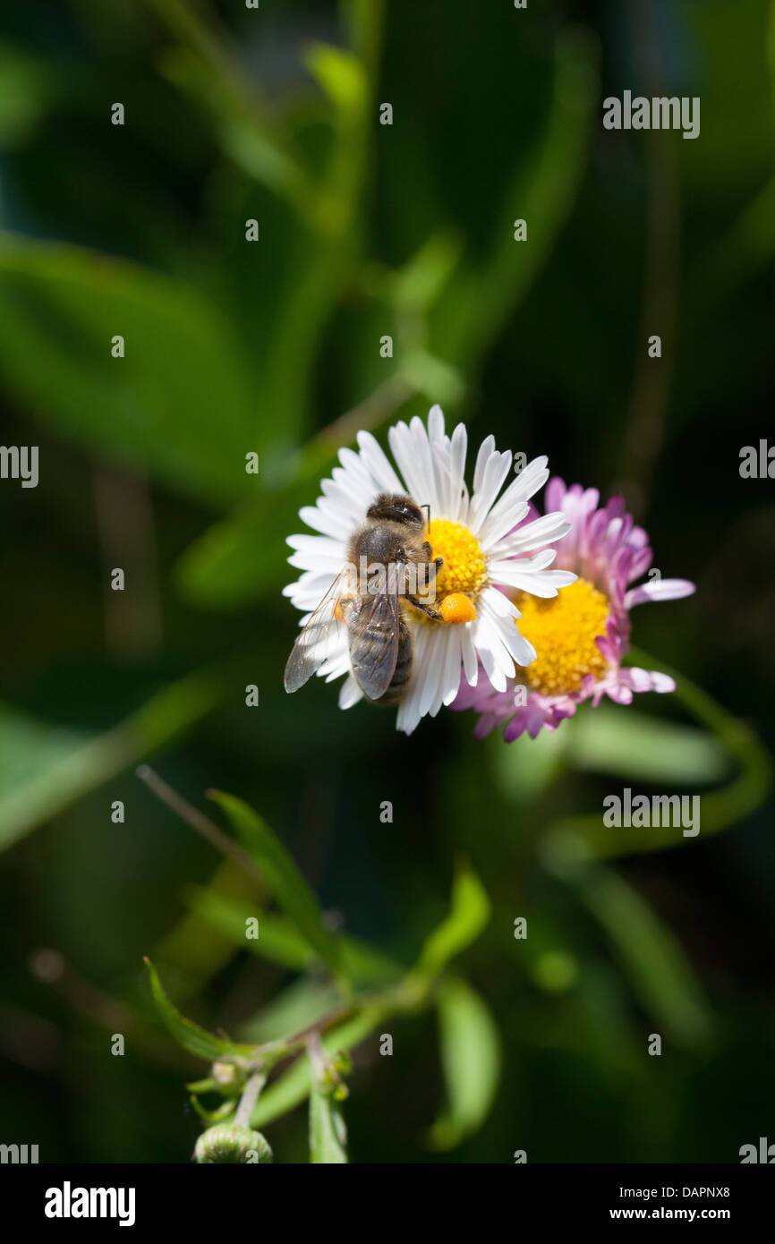 Foraging pollen bee on daisies in the summer garden Stock Photo