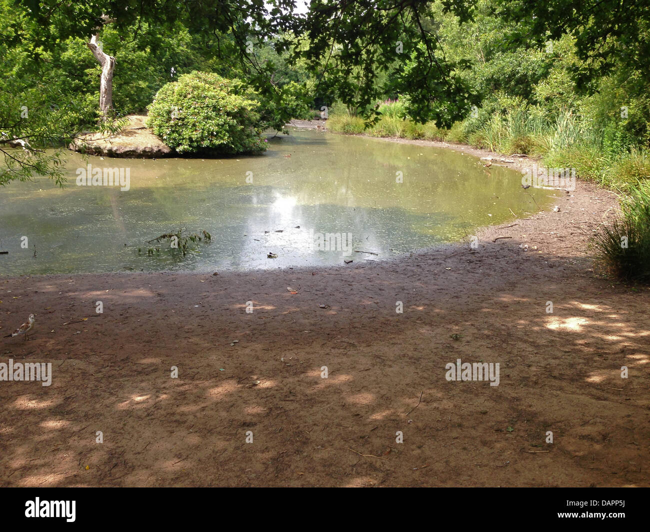 Extreme hot temperatures causing very low water levels at the pond at Worden Park Leyland Lancashire. Credit:  Sue Burton/Alamy Live News Stock Photo