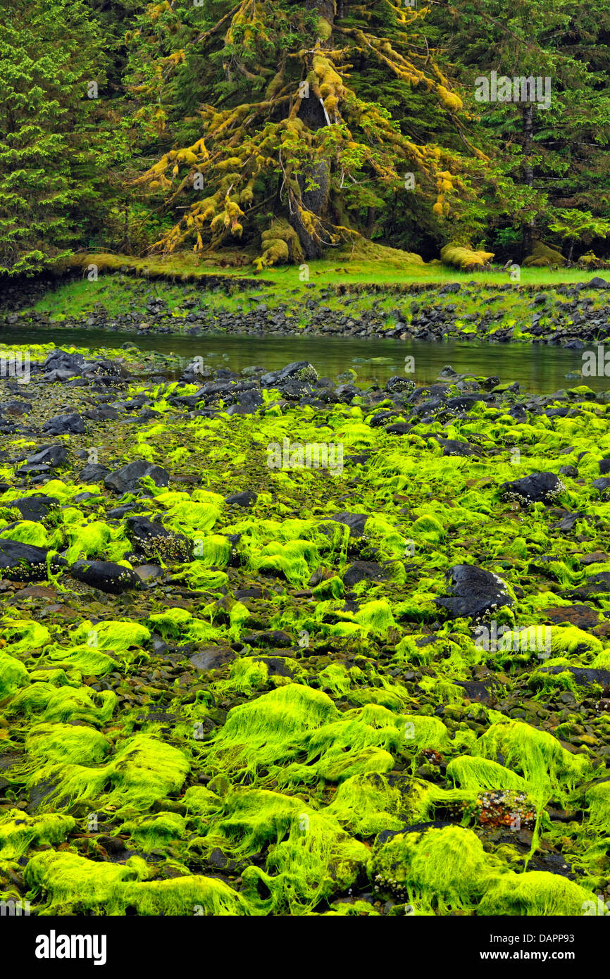 Algae beds at low tide Haida Gwaii  Haanas National Park British Columbia Canada Stock Photo