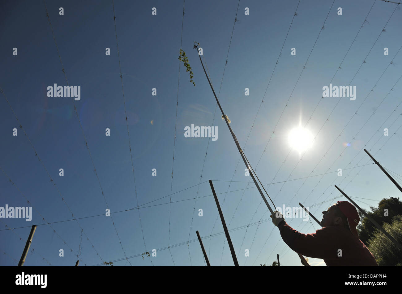 A harvest helper cleans remaining hops branches off of strings in a hops field in Wolnzach, Germany, 28 August 2011. On the weekend of 27 August 2011, this year's hops harvest started in the Hallertau. The Hallertau is the world's largest hops growing area. 25 percent of all the world's hops is produced in the Hallertau. Photo: Andreas Gebert Stock Photo