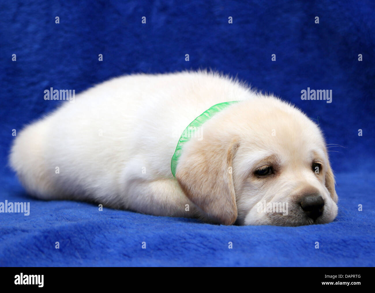 yellow labrador puppy on the blue background sleeping Stock Photo - Alamy