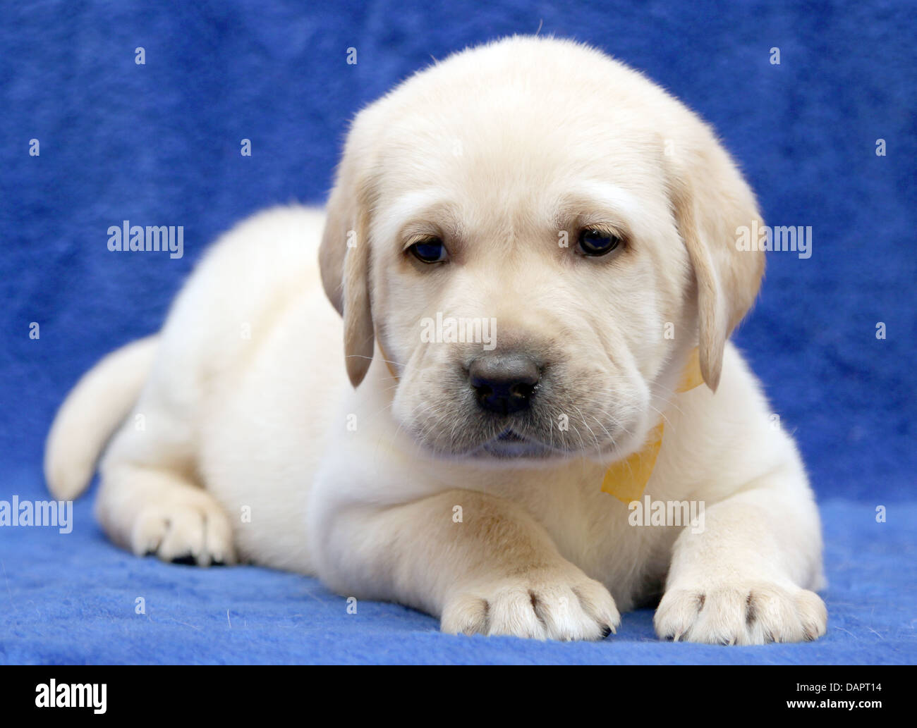 yellow labrador puppy on the blue background sleeping Stock Photo - Alamy