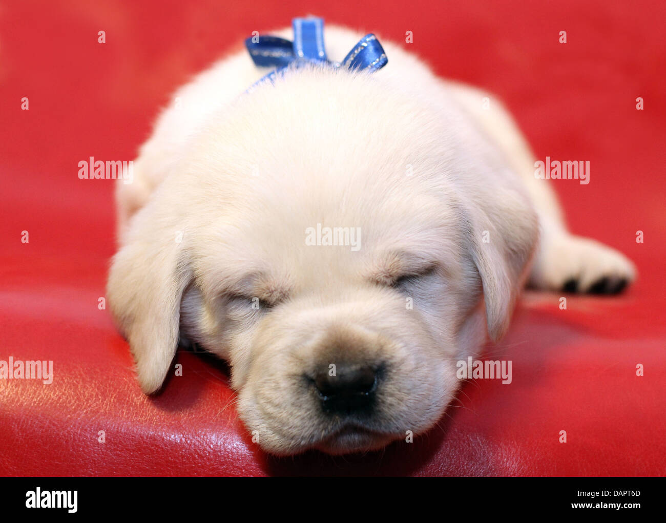 sleeping yellow labrador puppy on the red background Stock Photo - Alamy
