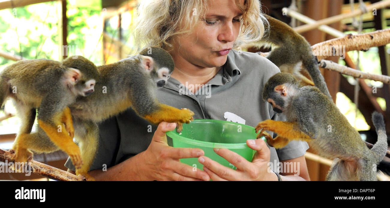 Zookeeper Cornelia Hofmann feeds 30 lively squirrel monkeys at the Stock Photo 58279614 Alamy