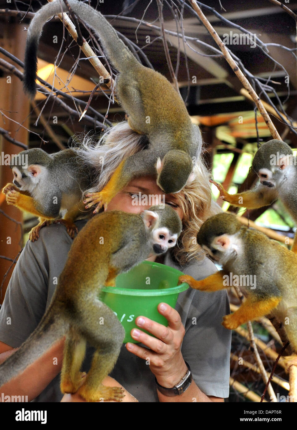 Zookeeper monkey hires stock photography and images Alamy